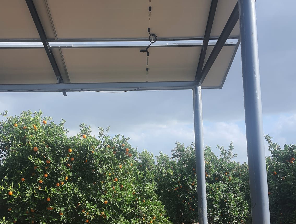 Structure solaire au-dessus d'un verger d'orangers