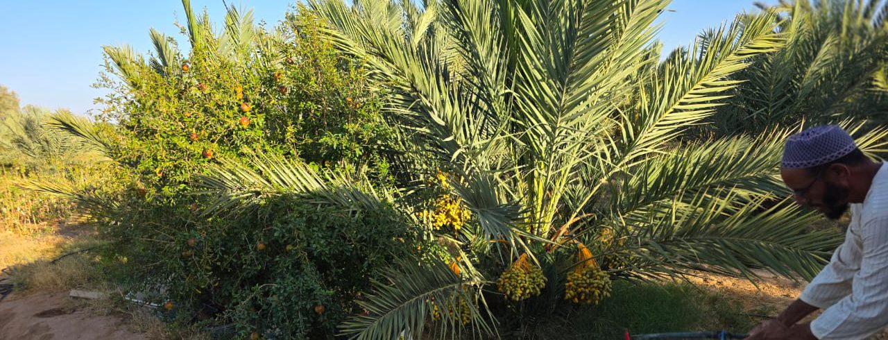 Palmier-dattier chargé de régimes de dattes et agriculteur au travail